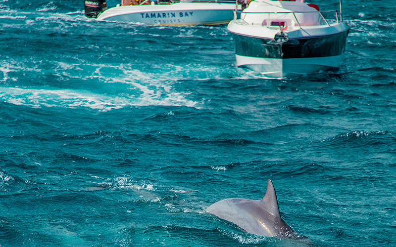 Full Day Excursion Dolphin Watching Mauritius